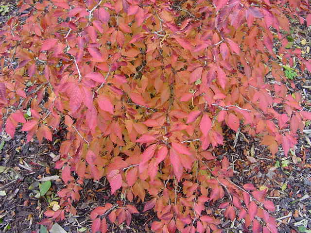 Prunus Incisa Prunus Incisa