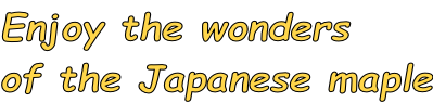 Enjoy the wonders of the Japanese maple